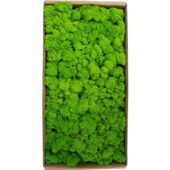 Décoration Murale En Mousse Préservée Véritable Mousse Préservée Aucun Entretien Requis Mousse Naturelle Préservée Pour La Maison, Les Fêtes Murales, Les Festivals, L'artisanat, La Décoration De Burea